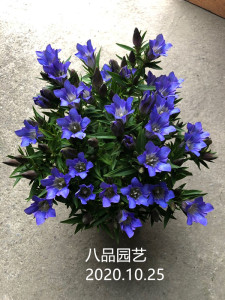 龙胆花苗草花岩间钻石超耐热多年生庭植物新品基地发货包邮春秋季