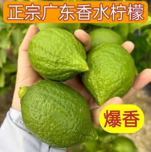 广东香水柠檬果园商用新鲜一级果手打奶茶店专用四季无籽