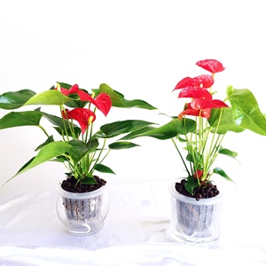 红掌安祖花火鹤花盆栽绿植植物花卉净化空气吸甲醛带盆栽好 阿里巴巴找货神器
