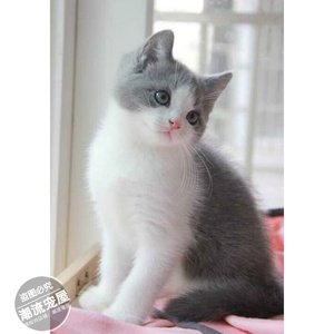 上海英短蓝白正八字脸粉鼻粉爪英国短毛猫活体宠物猫 纯种家养L