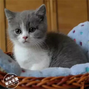 英短蓝猫蓝白猫活体纯种活体宠物猫加白幼猫正八字包子脸L