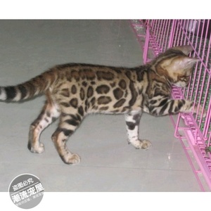 出售赛级宠物活体小猫咪 纯种宠物猫孟加拉豹猫幼猫幼崽包健康t