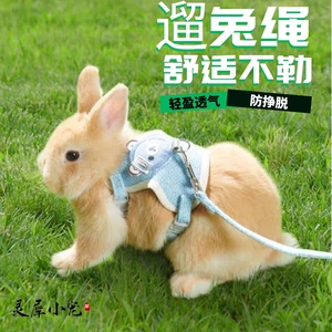 遛兔绳子荷兰猪豚鼠用品宠物牵引绳小兔子外出防挣脱带子龙猫绑带