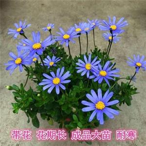 (带花发货）蓝色玛格丽特姬小菊糖果菊耐寒阳台庭院植物四季开花