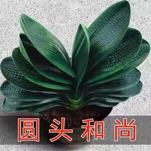 君子兰盆栽花卉植物室内花立板精品名贵圆头和尚宽叶元宝小苗绿植