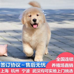 纯种金毛幼犬崽出售英美系导盲工作犬黄金猎犬大头骨架活体宠物狗