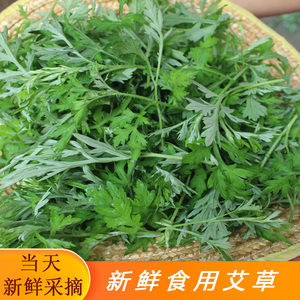 新鲜现摘艾叶艾叶草食用艾清明草青团糍粑野生艾草叶生艾叶艾篙叶