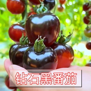 黑色圣女果黑宝石种子四季播种盆栽阳台小番茄西红柿水果种籽蔬菜