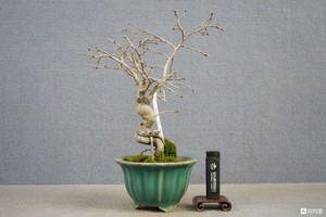 日本进口老鸦柿品种——杨贵妃
