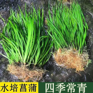 水培石菖蒲水生盆景鱼龟缸造景水养花草过滤盆栽安神绿植四季常青