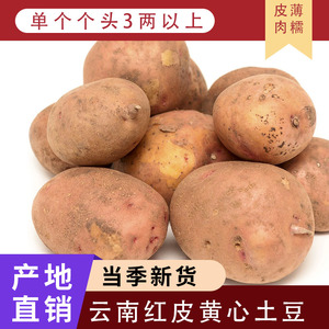 云南特产新鲜红皮黄心土豆非转基因农家产品洋芋马铃薯现挖现发