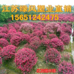 庭院绿化植物四季青花卉红花继木树苗高档灌木观赏绿篱红花继木球