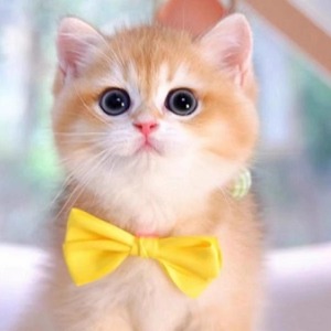 英短蓝猫幼猫可爱英国短毛猫加菲猫幼崽布偶猫幼猫纯种小猫咪活物