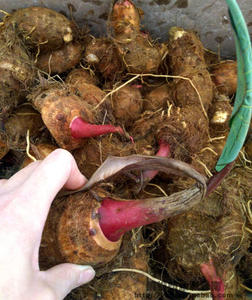 云南紫色芋荷花芋头花种子 芋头杆芋苗 农产品芋头花蔬菜种子种苗