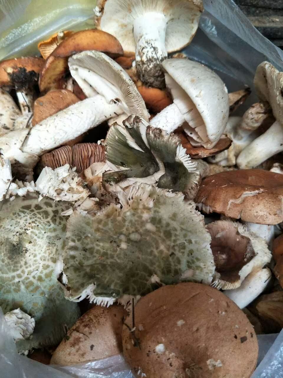 茶花菇 头条搜索 茶花菇 头条搜索