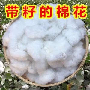 带籽棉花未加工结婚散装籽棉农家自产一级纯棉花做被子填充物