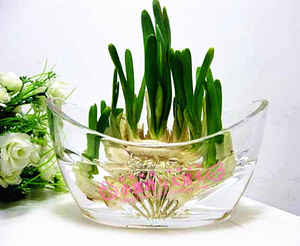 元宝透明 玻璃花瓶 室内盆栽桌面绿植 铜钱草水仙花花盆 送石头