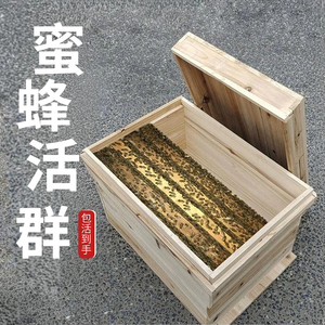 蜜蜂蜂群中蜂带王带箱带子脾土蜂阿坝四川黑麻王高产出售蜜蜂活群