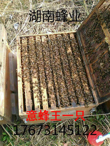 意蜂蜂王一只 意蜂新王 意蜂生产王 意蜂王种 开产王  蜜王浆王