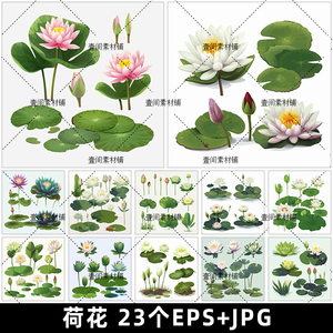 HH82手绘莲花荷花苞荷叶植物花卉插画AI矢量设计素材图片