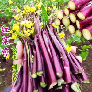 红菜苔种子紫菜籽绿薹心四季春秋冬季农家盆栽种孑盆栽湖北甜种籽