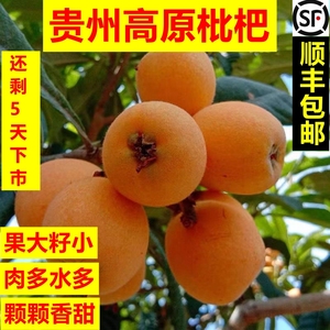 贵州高原农户自种新鲜采摘现摘应季水果大五星现发枇杷鲜果3-5斤