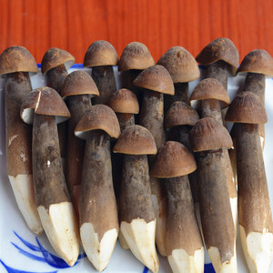 美味新鲜黑皮鸡枞菌长根菇非野生云南丽江特产食用蘑菇农产品包邮