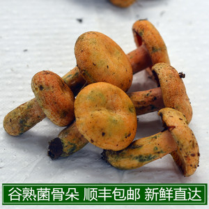 现货新鲜野生谷熟菌现采枞树菌重阳菌雁来蕈云南特产蘑菇包邮顺丰