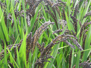 2023农家自种紫米粳米种子 紫血糯米 自留老种子黑米稻谷