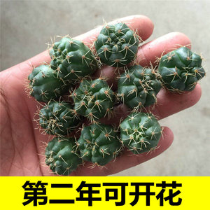 十颗绯花玉实生小苗开花仙人球小盆栽组合套餐室内防辐射多肉植物