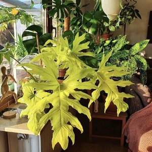 黄金春羽绿叶瓦萨维奇蔓绿绒网红植物盆栽室内客厅阳台观叶吸甲醛