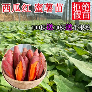 红薯苗正宗西瓜红糖红心蜜薯普薯32六鳌蜜薯地瓜秧番薯藤种植高产
