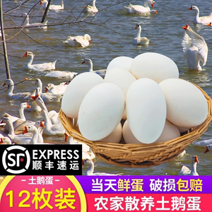 鹅蛋12枚农家散养土鹅蛋新鲜孕妇安徽六安正宗土特产大个初生鹅蛋