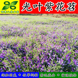 光叶紫花苕子种籽 田果园固氮绿肥 青饲料牧草 景观花卉 蜜源植物