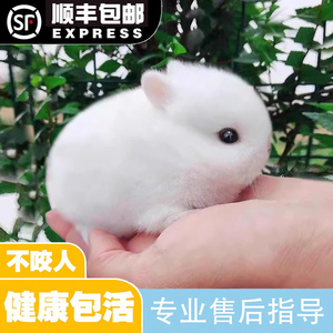 宠物兔小型侏儒兔子活物长不大迷你兔儿童好养白兔荷兰垂耳兔活体