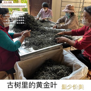 2024头春南糯山古树黄金叶普洱生茶茶农自产云南勐海大叶种