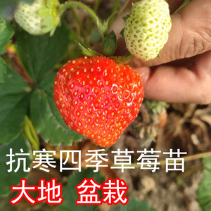 南东北方黑龙江抗寒四季草莓苗大果苗大地庭院阳台种植小盆栽绿植