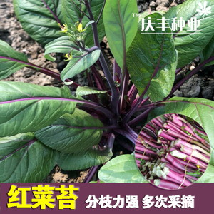 红菜苔种子红菜心春季红色四九菜心种子四季阳台盆栽蔬菜种子菜籽