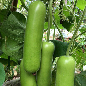 蒲瓜种子蔬菜长瓠子瓜高产四季夏季春季农家田园早熟玉翠短瓠种籽
