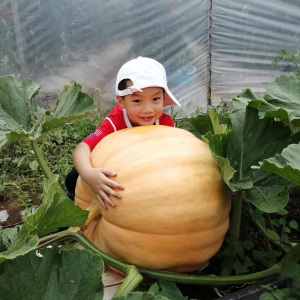 春季夏秋播蔬菜种子巨型南瓜种子 观赏食用美国巨型南瓜 太空种子