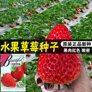 奶油草莓种子水果种籽四季草莓种子超甜春季盆栽草莓种子阳台易活