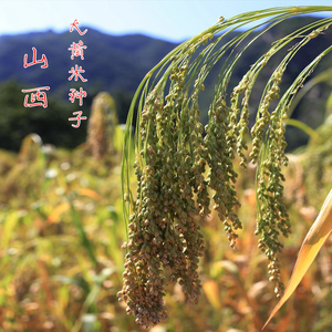 绿宝糯黍子 谷物种子 黄米  糜子 五谷杂粮种子适应性强 天然营养