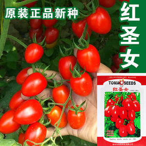 红珍珠番茄 菜种子/小西红柿阳台种菜/盆栽 蔬菜番茄种子红圣女