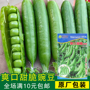 蔬菜种子 甜豌豆种子 奇珍甜脆豌豆 青豆类 生熟均可 香豌豆种子