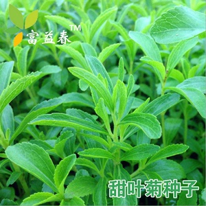 天然甜味植物 甜叶菊种子 秋播香草种子可泡茶阳台花种 花卉种子