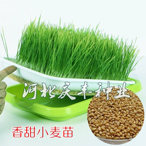 小麦芽苗菜种子豆芽水榨汁无土栽培绿色小麦草种子水培种子
