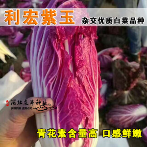 利宏紫玉大白菜 紫色白菜种子进口品种 紫红色天然特菜大白菜种子