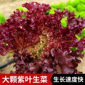 紫生菜种子种籽苗沙拉红叶紫叶紫色阳台盆栽四季蔬菜孑籽种