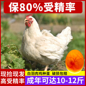 纯种白羽肉鸡种蛋受精蛋可孵化大型肉鸡受精蛋竹丝腾冲雪鸡种蛋