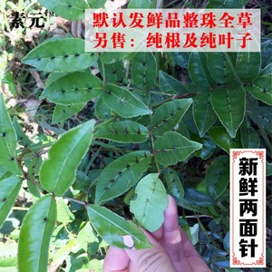 广西现挖两面针 新鲜两面针藤叶根入地金牛藤中草药整株全草 包邮